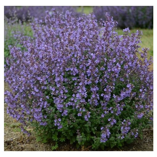 Nepeta faassenii Kitten Around - Macskamenta