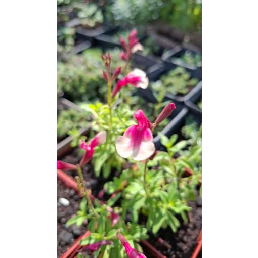 Salvia greiggii Mirage Rose Bicolor - Őszi zsálya