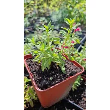 Salvia greggii Mirage Rose Bicolor - Őszi zsálya