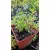 Salvia greggii Mirage Rose Bicolor - Őszi zsálya