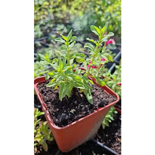 Salvia greggii Mirage Rose Bicolor - Őszi zsálya