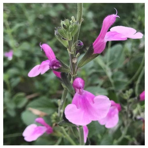 Salvia microhylla Delice Hesperides - Őszi zsálya