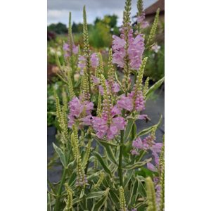 Physostegia virginiana Variegata - Füzérajak