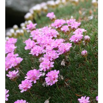 Pázsitszegfű (Armeria)