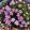 Armeria juniperifolia New Zealand Form - Pázsitszegfű