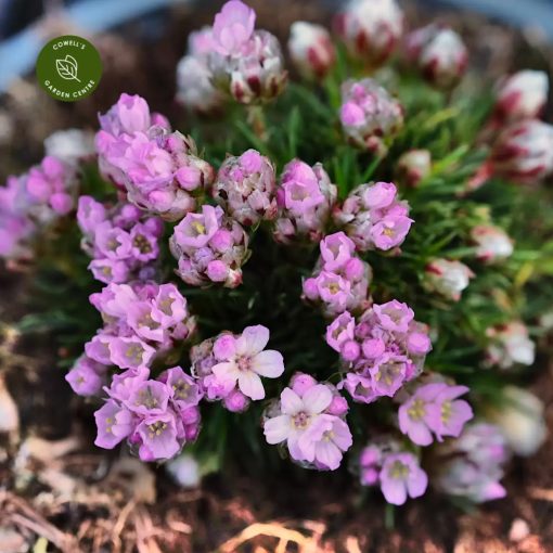 Armeria juniperifolia New Zealand Form - Pázsitszegfű