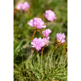 Pázsitszegfű (Armeria)