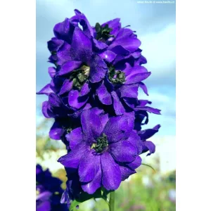   Delphinium x cultorum Dark Blue with Black Bee - Évelő szarkaláb