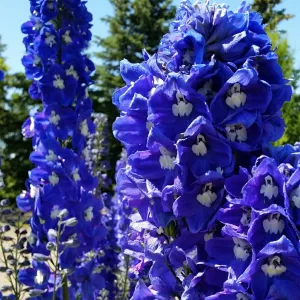   Delphinium x cultorum Dark Blue with White Bee - Évelő szarkaláb