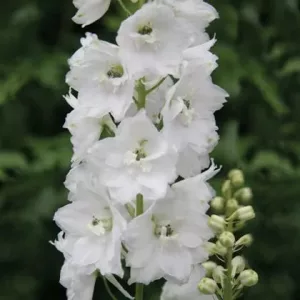   Delphinium x cultorum Excalibur Pure White - Évelő szarkaláb