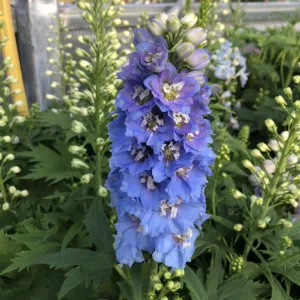   Delphinium x cultorum Lightblue with White Bee - Évelő szarkaláb