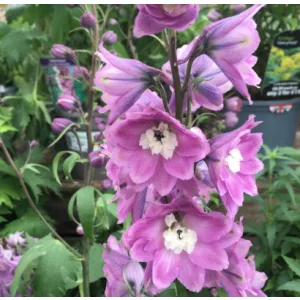   Delphinium x cultorum Lilac Rose with White Bee - Évelő szarkaláb
