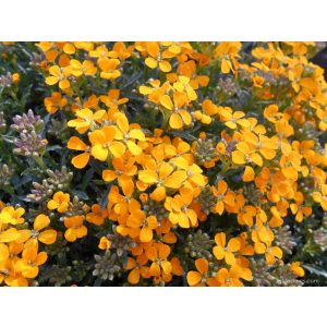 Erysimum pulchellum Altgold - Repcsény