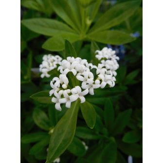 Müge (Galium)