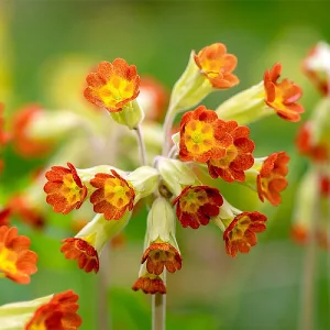 Primula veris Orange with Yellow - Tavaszi kankalin