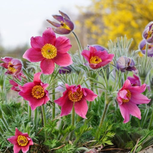 Pulsatilla vulgaris Rosen Glocke - Leánykökörcsin