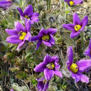 Pulsatilla vulgaris Violet - Leánykökörcsin