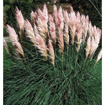 Pampafű (Cortaderia)