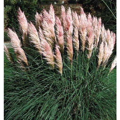 Cortaderia selloana Pink Phantom - Tarka levelű rózsaszín pampafű