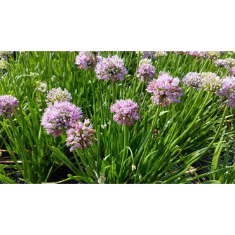 Díszhagyma (Allium)