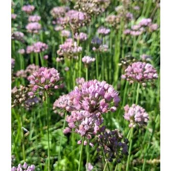 Díszhagyma (Allium)