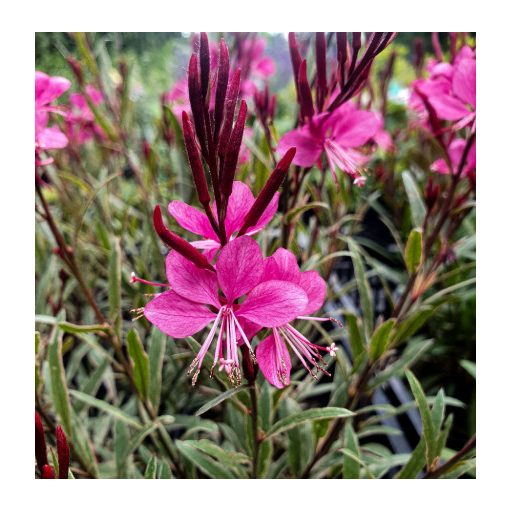 Gaura lindheimeri Gambit Variegata Rose - Díszgyertya