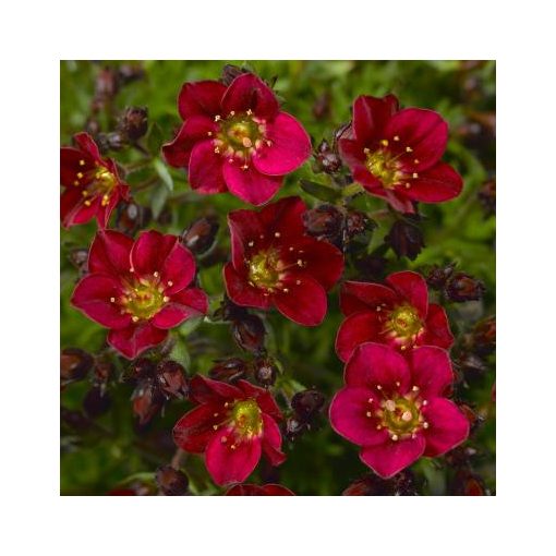 Saxifraga x arendsii Touran Deep Red - Kőtörőfű