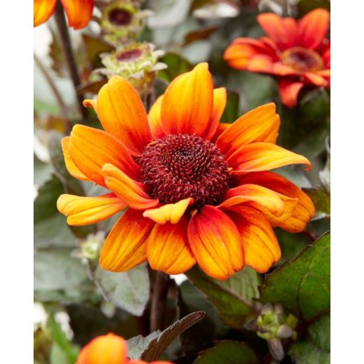 Heliopsis helianthoides Luna Roja - Napszemvirág