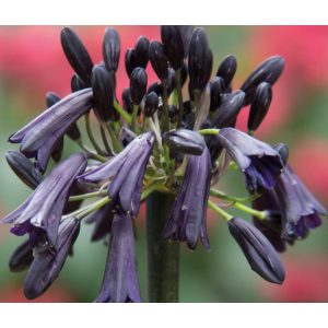Agapanthus Black Magic - Szerelemvirág