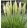 Cortaderia selloana Mini Pampas - Pampafű