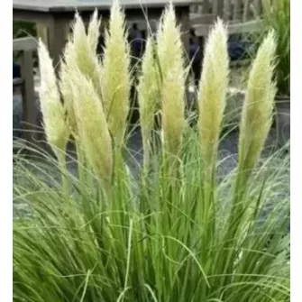 Pampafű (Cortaderia)