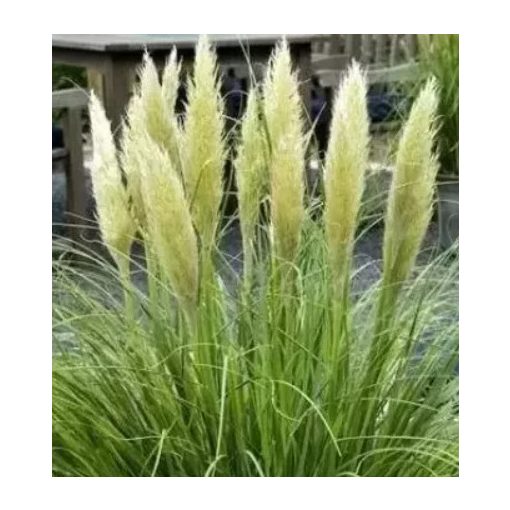 Cortaderia selloana Mini Pampas - Pampafű
