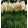 Cortaderia selloana White Plumes - Pampafű