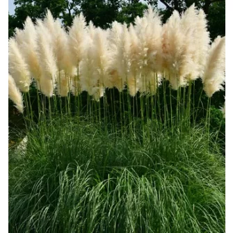 Pampafű (Cortaderia)