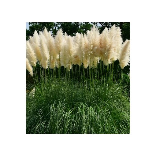 Cortaderia selloana White Plumes - Pampafű
