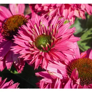 Echinacea SunSeekers Sweet Fuchsia - Kasvirág