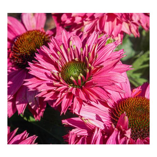 Echinacea SunSeekers Sweet Fuchsia - Kasvirág
