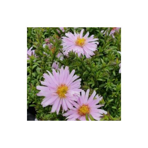 Aster dumosus Beryll - Évelő őszirózsa