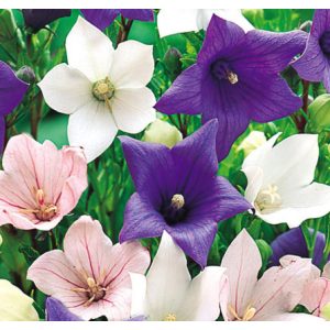 Platycodon grandiflorus Mix - Léggömbvirág