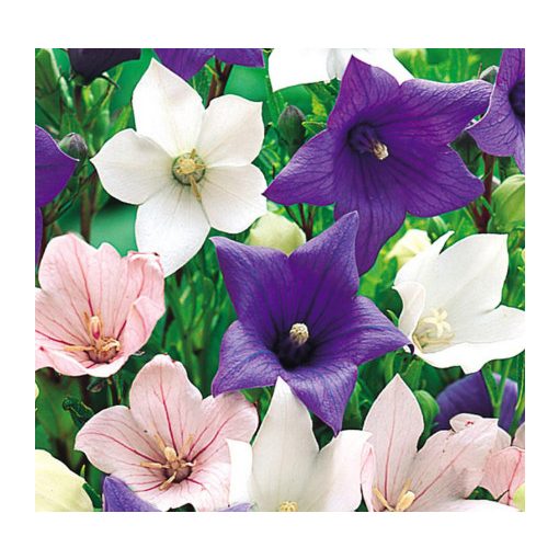 Platycodon grandiflorus Mix - Léggömbvirág