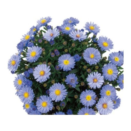 Aster dumosus Aqua Compact - Évelő őszirózsa