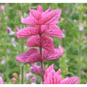 Salvia viridis Pink - Tarka levelű zsálya