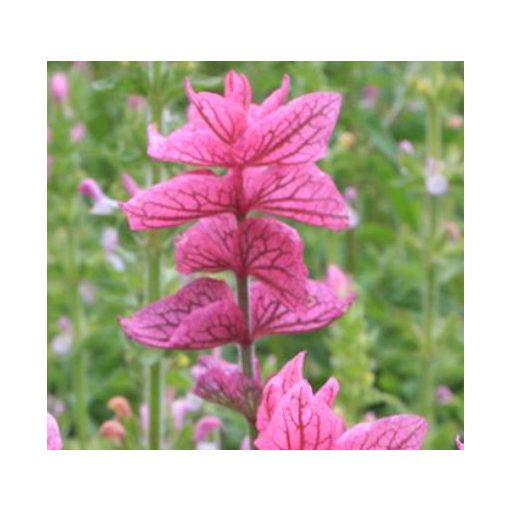Salvia viridis Pink - Tarka levelű zsálya