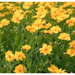 Coreopsis grandiflora - Menyecskeszem