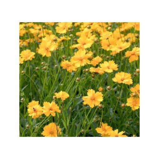 Coreopsis grandiflora - Menyecskeszem
