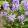 Nepeta Magical Mr. BlueSky - Macskamenta