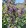 Nepeta Magical Mr. BlueSky - Macskamenta
