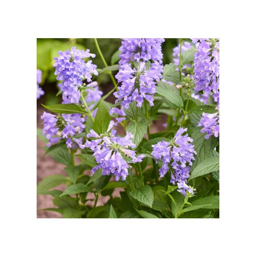 Nepeta Magical Mr. BlueSky - Macskamenta