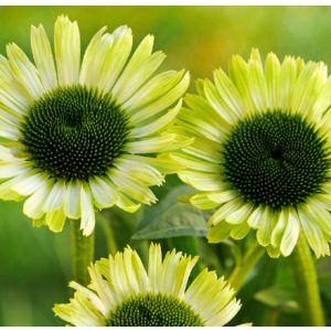 Echinacea Prairie Blaze Green - Kasvirág