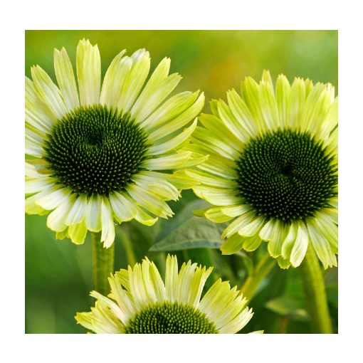 Echinacea Prairie Blaze Green - Kasvirág